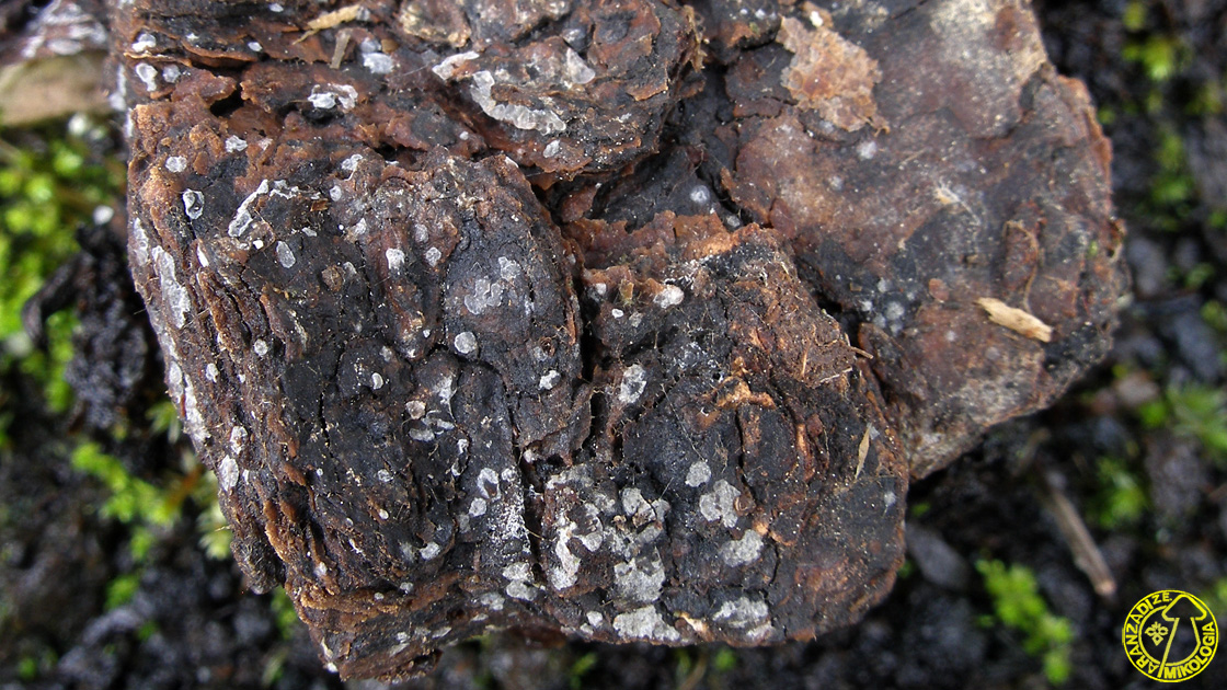 Представитель Семейства Ascocorticiaceae